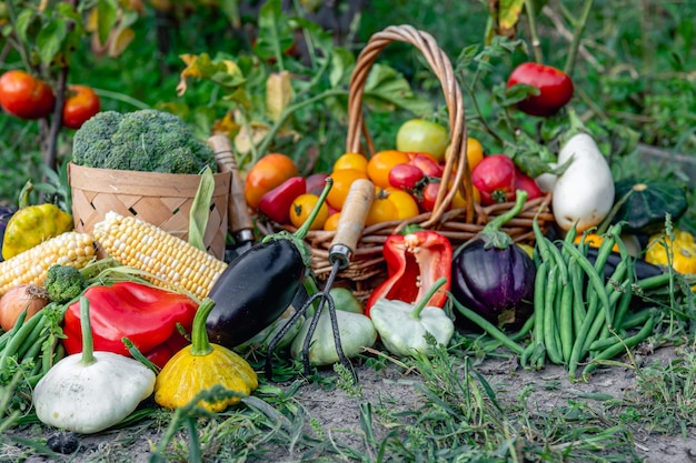 Zusammensetzung von frischem Gemüse auf verschwommenem Gemüsegarten-Hintergrund