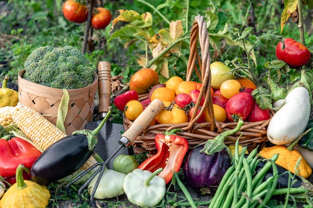 Zusammensetzung von frischem Gemüse auf verschwommenem Gemüsegarten-Hintergrund