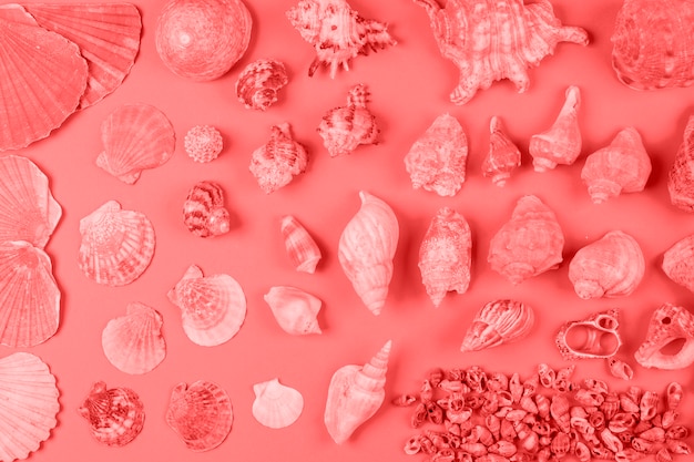 Zusammenstellung von Muscheln in der korallenroten Farbe gegen Hintergrund