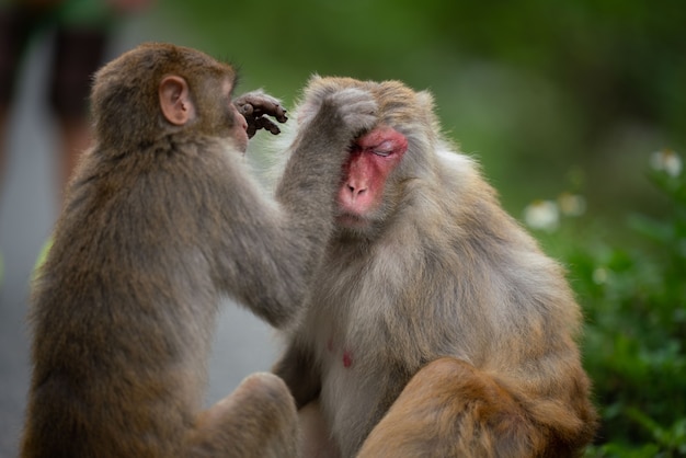 zwei Affen putzen sich gegenseitig