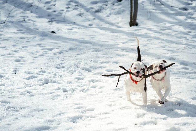 Zwei amerikanische Bulldoggen spielen mit einem Stock im Winterpark