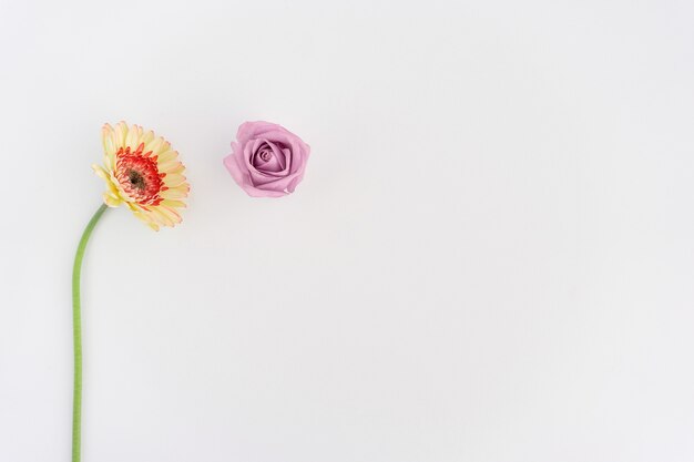 Zwei Blüten auf weißem Hintergrund