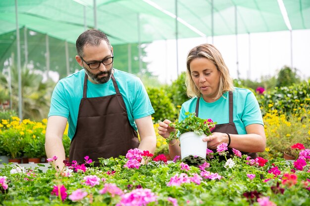 Zwei erfahrene Gärtner diskutieren über Methoden zum Pflanzen von Blumen