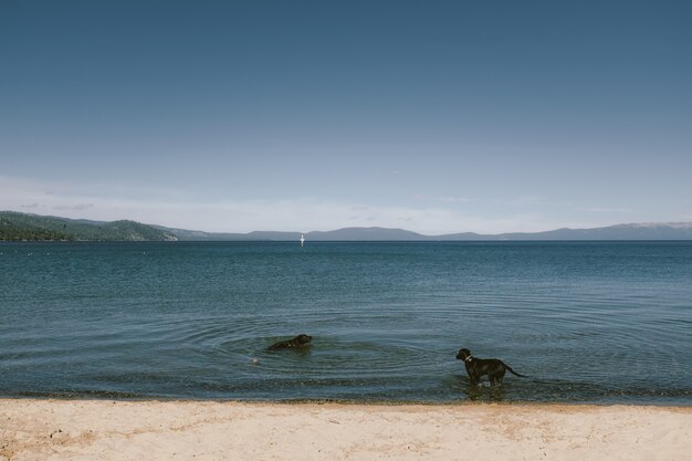 Kostenloses Foto zwei hunde an einem strandufer stehend und schwimmend mit berg und blauem himmel