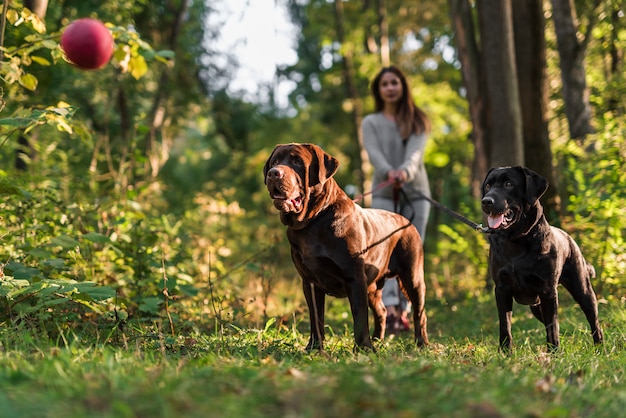 Zwei Hunde, die roten Ball in der Luft stehen mit Haustierinhaber betrachten