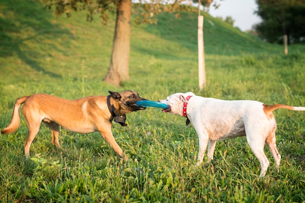 Zwei Hunde spielen mit Flugscheibe im Park