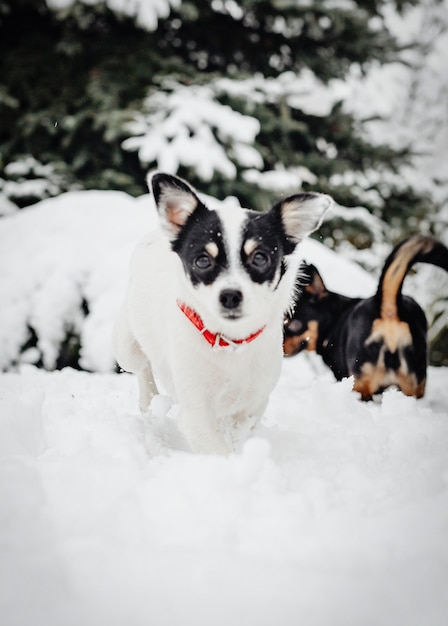 Zwei Hunde spielen