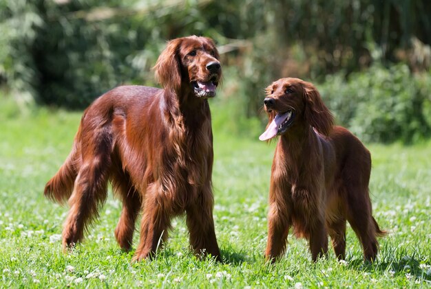 Zwei Irish Setter, die auf Gras stehen