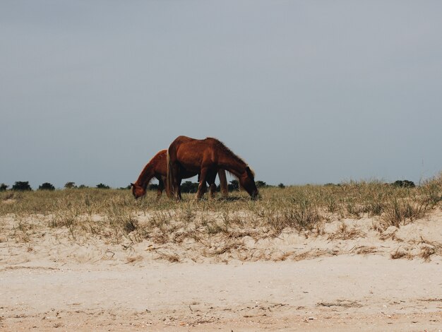 Zwei Pferde, die Gras essen