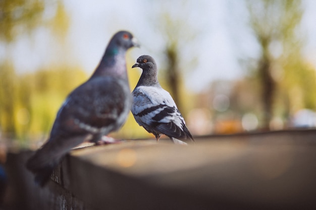 Zwei piggeons, die auf Steinzaun im Park sitzen