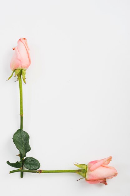 Zwei rosa Rosenknospen auf weißem Hintergrund