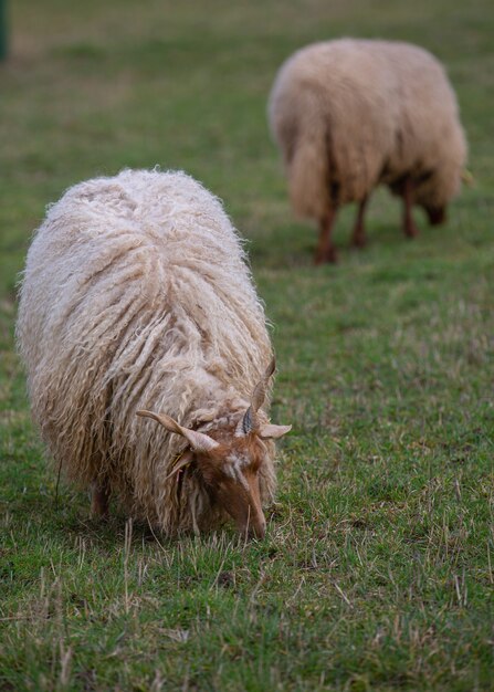 Zwei Schafe mit Hörnern (Racka-Schafe) grasen auf einer Wiese