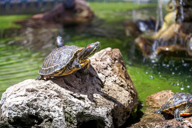 Zwei Schildkröten auf den Felsen, von der Sonne beleuchtet