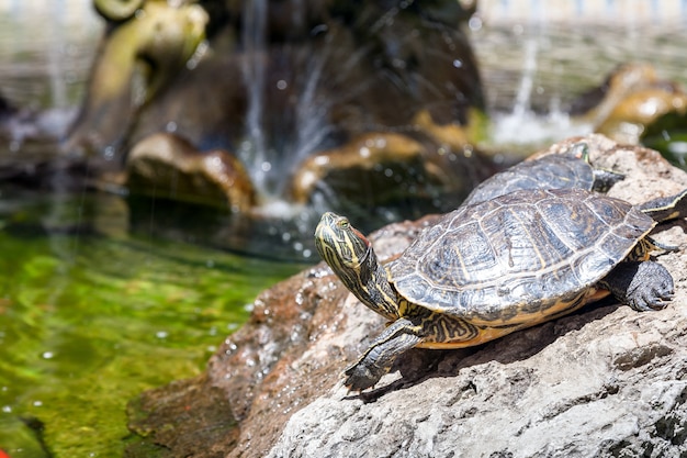 Zwei Schildkröten auf den Felsen, von der Sonne beleuchtet