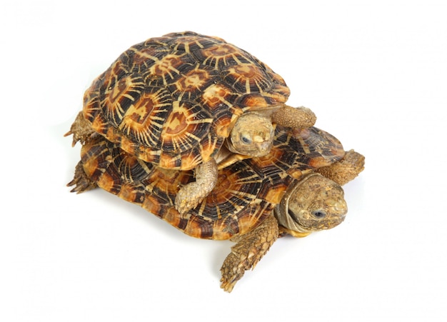Zwei Schildkröten zusammen