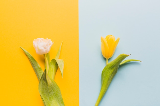 Zwei schöne Blumen