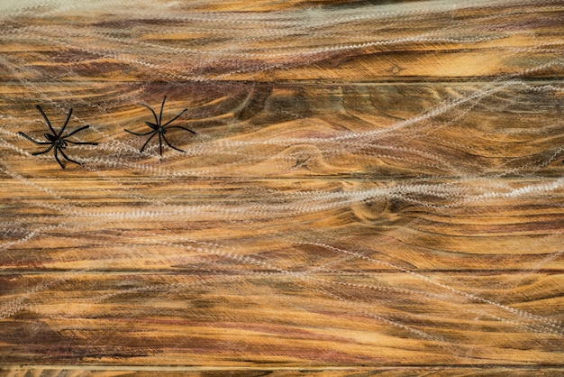 Kostenloses Foto zwei spinnen auf spinngewebe