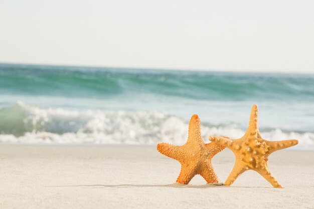 Zwei Starfish gehalten auf Sand