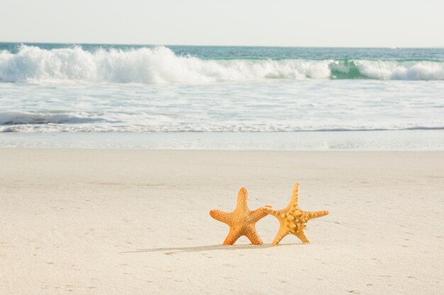 Zwei Starfish gehalten auf Sand