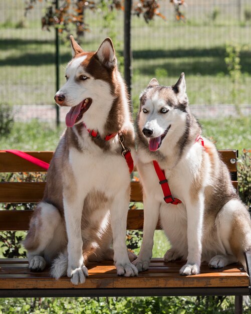 Zwei süße Husky-Hunde auf der Bank im Park