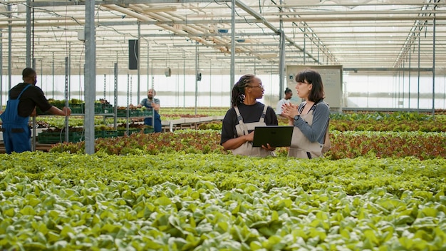 Zwei verschiedene Frauen, die einen Laptop mit landwirtschaftlicher Managementsoftware verwenden, um die Ernte und Lieferung von Bio-Salat zu planen. Landarbeiter im Gewächshaus, die einen tragbaren Computer halten, der Online-Bestellungen überprüft.