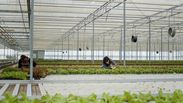 Zwei verschiedene Gewächshausarbeiter stehen zwischen Salatreihen und untersuchen Pflanzen auf Schäden. Afroamerikanerin und kaukasische Landarbeiterin in hydroponischer Umgebung bei der Qualitätskontrolle.