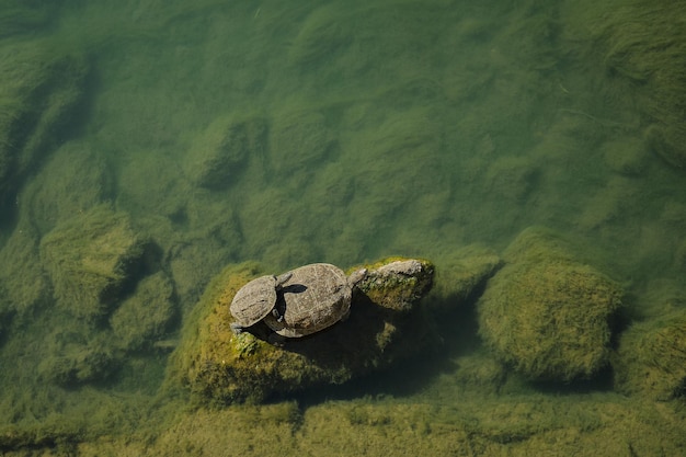 Zwei Wasserschildkröten, die auf Steinen ruhen, sonnen sich in der Sonne Draufsicht auf einen kleinen Fluss, der mit Moosamphibien in ihrem natürlichen Lebensraum wild lebende Tiere bewachsen ist