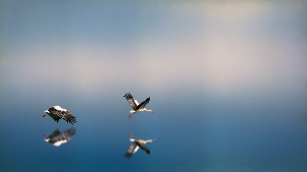 Zwei weiß-schwarze Vögel fliegen auf das Wasser, das sich selbst reflektiert