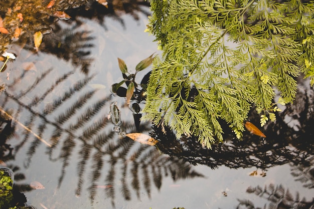 Zweig berührendes Wasser