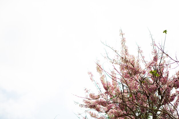 Zweig der schönen rosa Blume