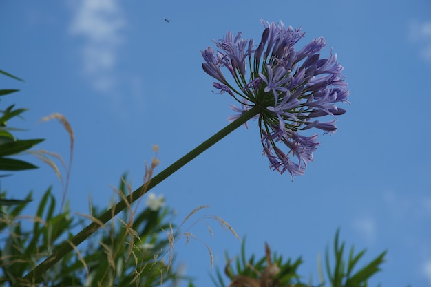 Zweig einer wunderschönen lila Lilie des Nils mit dem Himmel