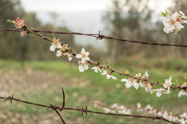 Zweig in voller Blüte neben einem Draht