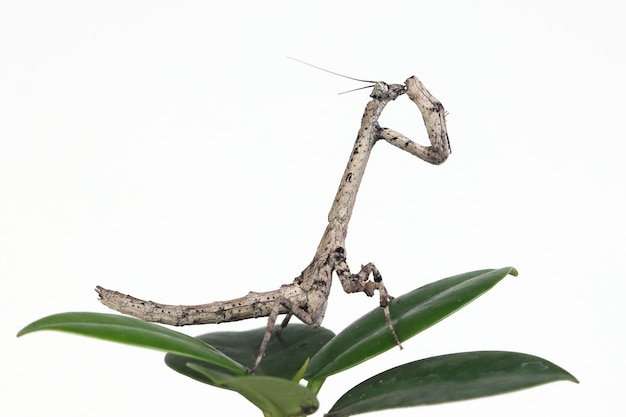 Zweig Mantis popa Spurca auf weißem Hintergrund