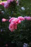 Kostenloses Foto zweig mit rosa blüten