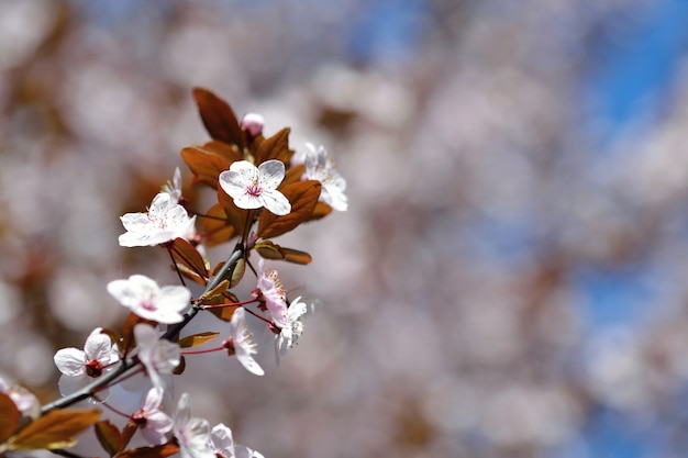 &quot;Zweig mit sanften Blumen&quot;