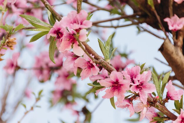 Zweig mit schönen Blumen am Baum