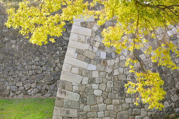 Zweig mit Steinmauer Hintergrund