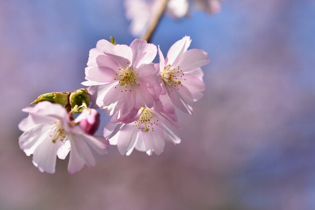 &quot;Zweig mit weichen Blumen&quot;