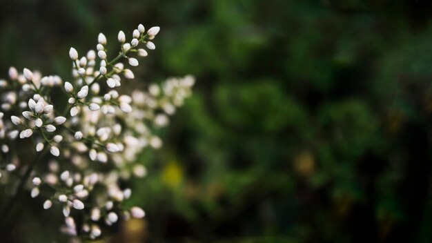 Zweig mit weißen Knospen