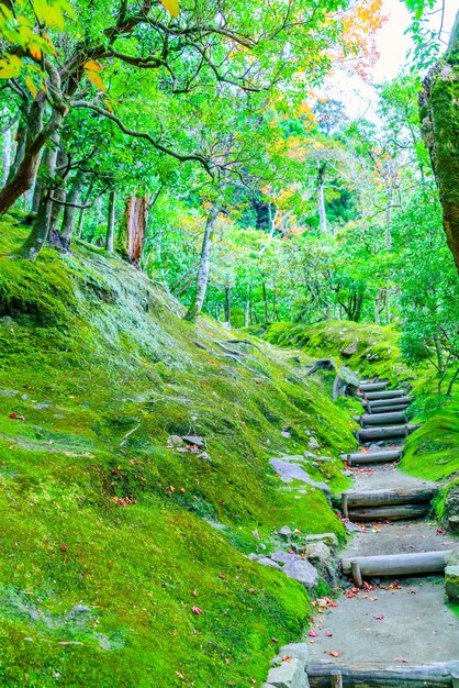 Zweig Wald nebligen Spaziergang Russland