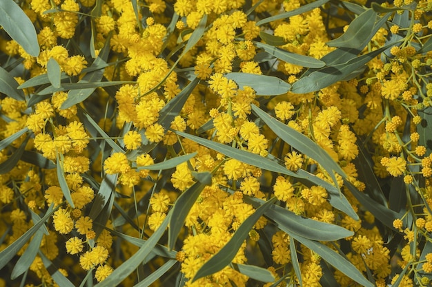 Zweige blühende goldene Akazie oder Mimosa Blume Nahaufnahme verschwommen Fokus Frühlingszeit Idee für Frauentageskarte oder Hintergrund mit Platz für Textzeit für Urlaub oder Reisen
