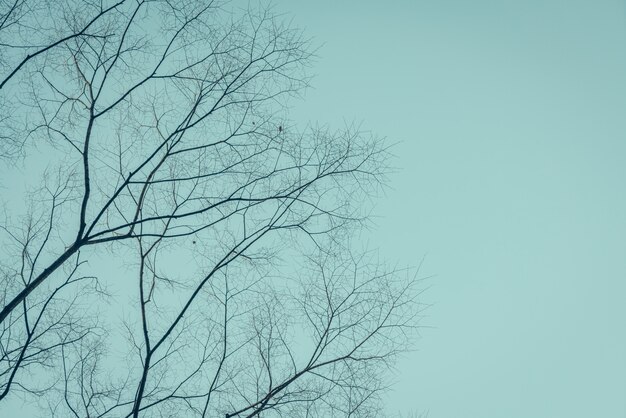 Zweige der Bäume (gefiltertes Bild Vintage-Effekt verarbeitet.)