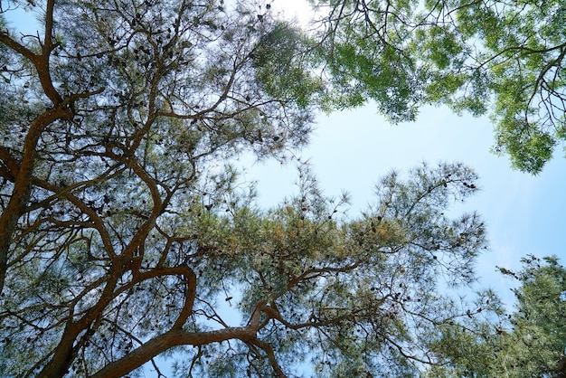 Zweige der Bäume mit Himmel im Hintergrund