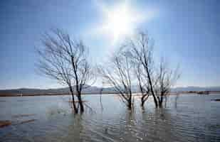 Kostenloses Foto zweige der kahle baum im wasser