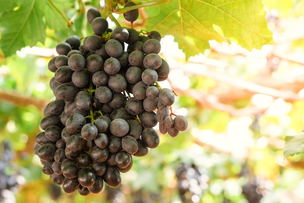 Zweige der Rotweintrauben wachsen auf italienischen Feldern. Nahaufnahme von frischen Rotweintrauben in Italien. Weinbergansicht mit großer roter Traube wächst. Reife Trauben wachsen auf Weinfeldern. Natürliche Weinrebe