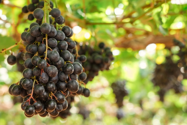 Zweige der Rotweintrauben wachsen auf italienischen Feldern. Nahaufnahme von frischen Rotweintrauben in Italien. Weinbergansicht mit großer roter Traube wächst. Reife Trauben wachsen auf Weinfeldern. Natürliche Weinrebe