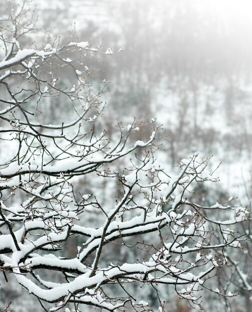 Zweige eines Baumes mit Schnee bedeckt