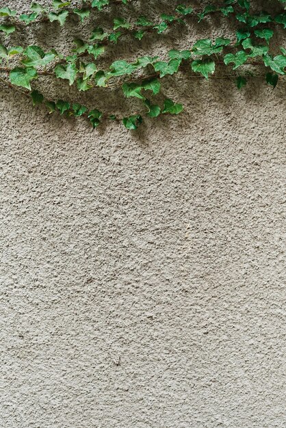 Zweige grüner Winden auf einer verputzten grauen Wand, die Raum für Text schaffen Vertikaler Rahmen für Telefon Das Konzept der Werbeartikel auf natürlichem Hintergrund