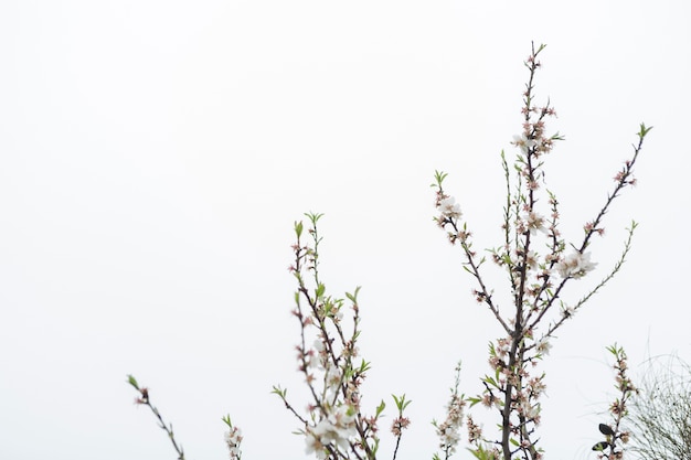 Zweige in der Blüte mit Himmel im Hintergrund