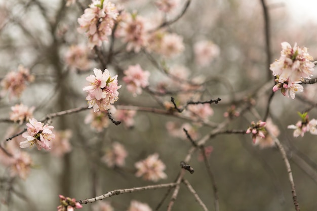 Kostenloses Foto zweige mit blumen in rosa tönen